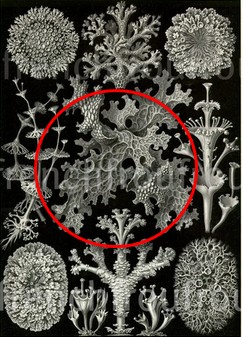 Haeckel korstmossen en zeewier