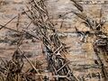 De kraaien detail stro en goud 1320b